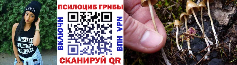 где купить   Елабуга  Галлюциногенные грибы Psilocybine cubensis 